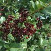 Chokecherry Prunus virginiana #1 - Image 2
